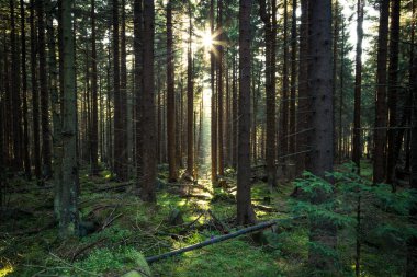 Çam ağacı ormanı, sabah güneş ışınları