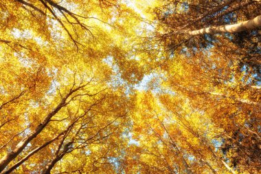 Sonbaharda huş ağaçlarının manzarası, altın yapraklar