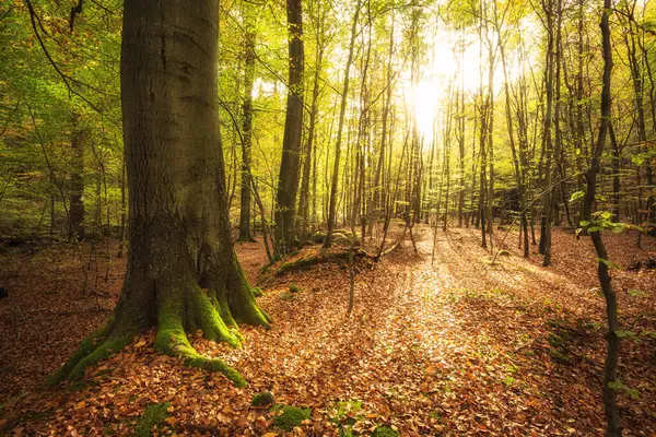 Sonbahar orman manzarası Renkli ağaçlar ve güneşli