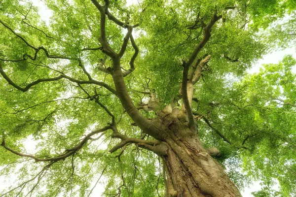 Bottom View Tree Green Leaves Royalty Free Stock Photos