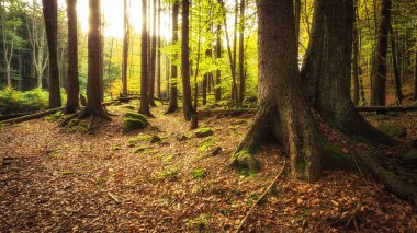 Güzel sonbahar orman dağlarında