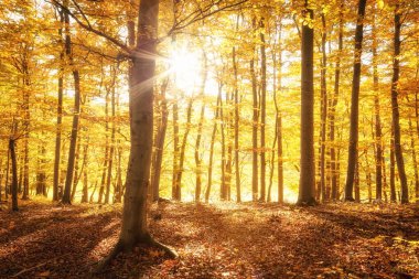 Sachsen-Anhalt, Almanya 'da güzel bir sonbahar ormanı