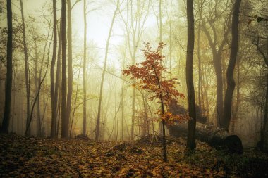 foggy autumn forest in the morning clipart