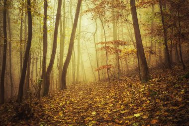 sisli sonbahar orman yolu 