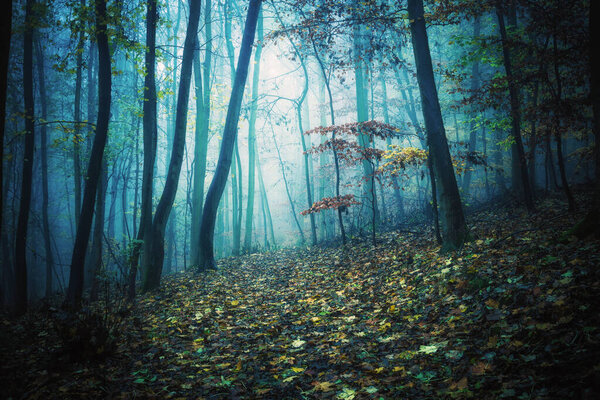 Path in foggy autumn forest