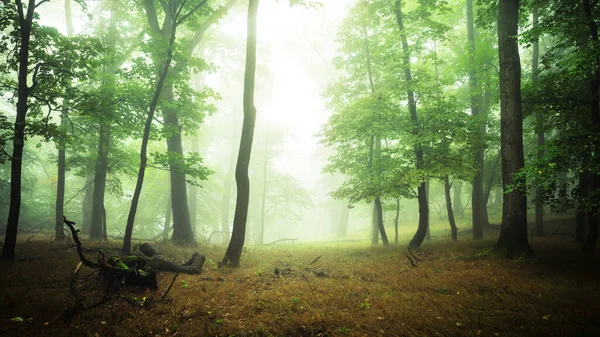 Forêt Automne Brumeuse Avec Des Arbres Verts Images De Stock Libres De Droits