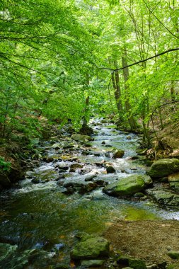 Ilsetal 'da yemyeşil bir ormanın içinden akan akarsu ve romantik akıntılar. Yeşil ormanda yaz mevsimi     