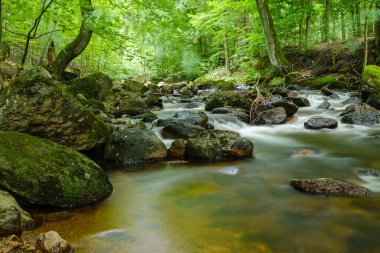 Ilsetal 'da yemyeşil bir ormanın içinden akan akarsu ve romantik akıntılar. Yeşil ormanda yaz mevsimi     