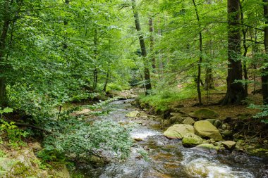 Ilsetal 'da yemyeşil bir ormanın içinden akan akarsu ve romantik akıntılar. Yeşil ormanda yaz mevsimi     