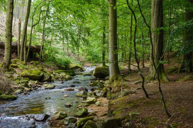 Ilsetal 'da yemyeşil bir ormanın içinden akan akarsu ve romantik akıntılar. Yeşil ormanda yaz mevsimi     