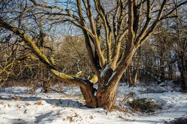 Güneşli kış gününde karda ağaçlar