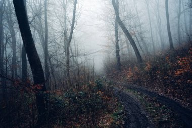 Manzaralı ormanı, ağaçları ve sisi olan güzel sisli bir yer.        