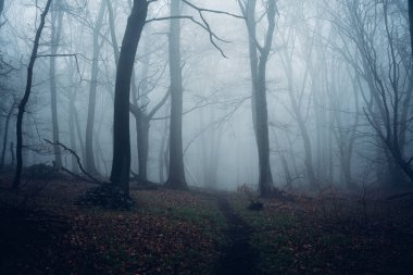 Manzaralı ormanı, ağaçları ve sisi olan güzel sisli bir yer.        