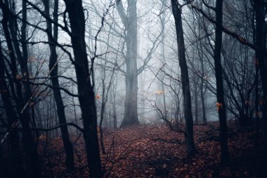 Manzaralı ormanı, ağaçları ve sisi olan güzel sisli bir yer.        