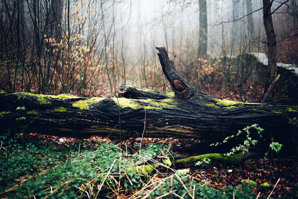 Fallen tree in a forest with moss