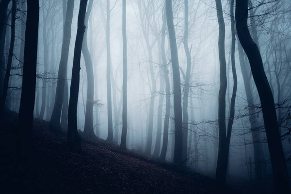 Beautiful foggy landscape with scenic forest, trees and fog