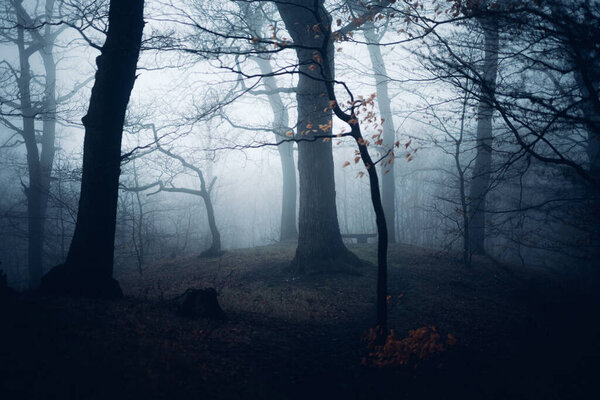 Beautiful foggy landscape with scenic forest, trees and fog