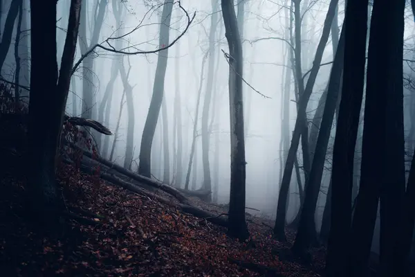 Красивий Туманний Пейзаж Мальовничим Лісом Деревами Туманом Ліцензійні Стокові Зображення