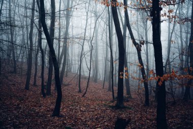 Manzaralı ormanı, ağaçları ve sisi olan güzel sisli bir yer.        