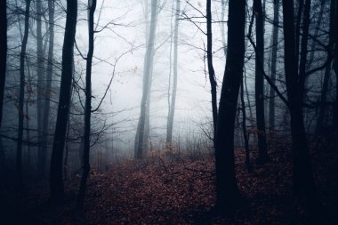 Manzaralı ormanı, ağaçları ve sisi olan güzel sisli bir yer.        