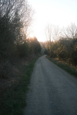 Her iki tarafında ağaçlar ve çalılar olan toprak yol.