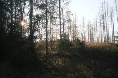 Ağaçların arasından parlayan güneşli sonbahar ormanı