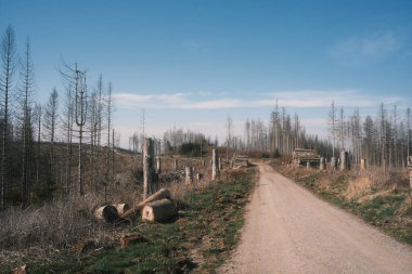 Kuru ağaçlar ve ormandaki odunlarla dolu kırsal alan.   
