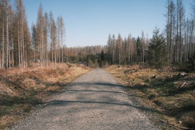 Uzun ağaçlı bir ormanda toprak yol.