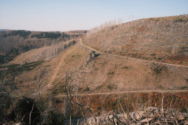 Harz Ulusal Parkı 'nda ölü ağaçları olan dağlar. Ormandaki ağaçları kesmiş.         