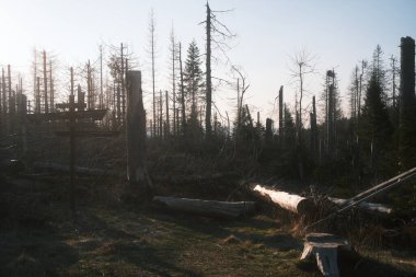 Gökyüzü arka planına sahip ormandaki kuru kütükler