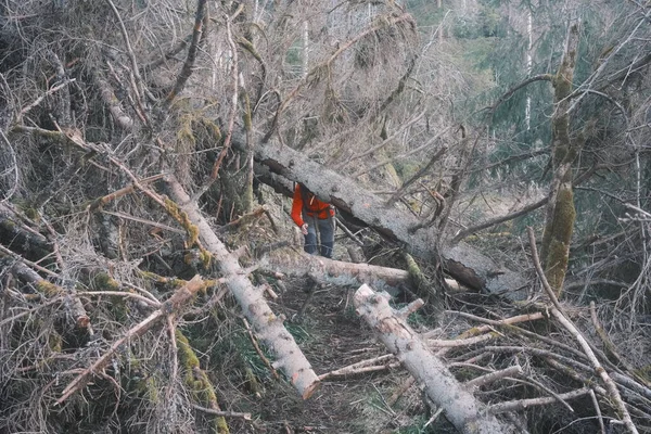person walking through a forest with fallen trees