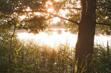 Gün batımında manzaralı gölün kıyılarındaki dalların arasından parlayan güneşin olduğu ağaçların güzel manzarası.     