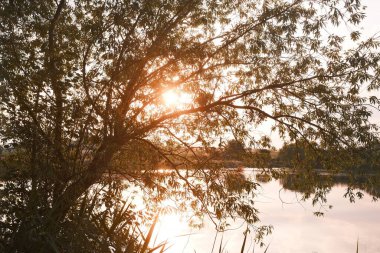 Gün batımında manzaralı gölün kıyılarındaki dalların arasından parlayan güneşin olduğu ağaçların güzel manzarası.     