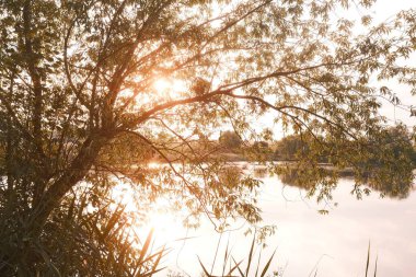 Gün batımında sakin gölü, ağaçları ve otları olan güzel bir manzara.     