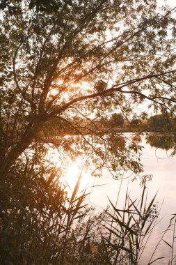 Gün batımında manzaralı gölün kıyılarındaki dalların arasından parlayan güneşin olduğu ağaçların güzel manzarası.     