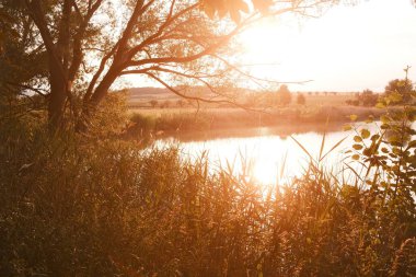 Gün batımında manzaralı gölün kıyılarındaki dalların arasından parlayan güneşin olduğu ağaçların güzel manzarası.     
