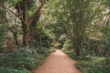 Ağaçlı bir ormanda güzel bir toprak yol manzarası.     
