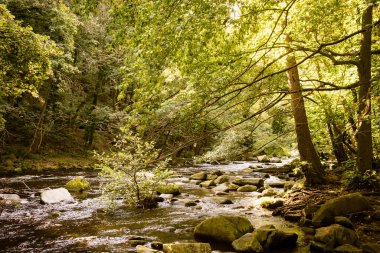 Harz dağlarındaki Bode Kanyonu 'ndan akan güzel bir nehir.