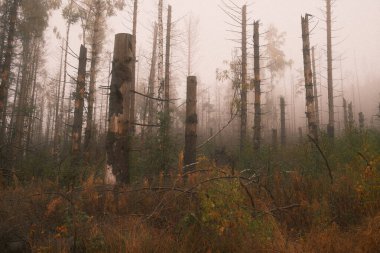 Sisli sonbahar ormanının güzel manzarası     