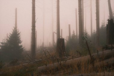 Sisli sonbahar ormanının güzel manzarası     