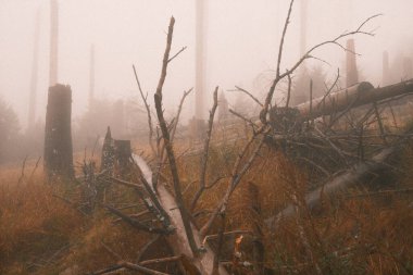 Sisli sonbahar ormanının güzel manzarası     
