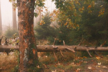 Sisli sonbahar ormanının güzel manzarası     