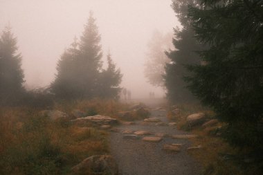 Bir grup insan sisli ormanda yolda yürüyor.      