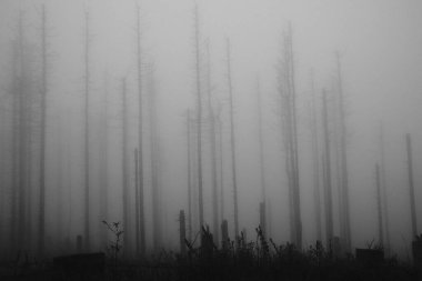 Güzel sonbahar ormanının sisli siyah beyaz görüntüsü          