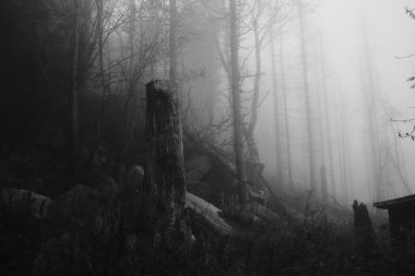 Güzel sonbahar ormanının sisli siyah beyaz görüntüsü          