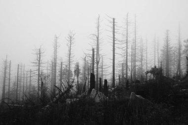 Güzel sonbahar ormanının sisli siyah beyaz görüntüsü          