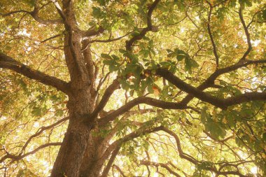 Güneşli sonbahar gününde geniş ağacın alçak açılı görüntüsü