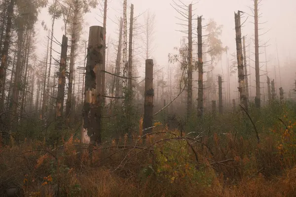 Sisli sonbahar ormanının güzel manzarası     