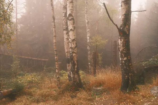 Sisin içinde birkaç güzel ağaç olan orman.