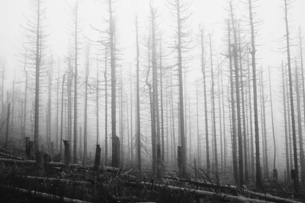 Güzel sonbahar ormanının sisli siyah beyaz görüntüsü          